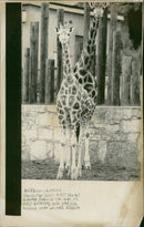 Animal Giraffe. - Vintage Photograph