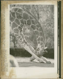 Animal Giraffe. - Vintage Photograph