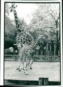 Animal Giraffe gary. - Vintage Photograph