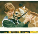 Animal Giraffe. - Vintage Photograph