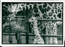 Animal Giraffe nicknamed mark wright - Vintage Photograph