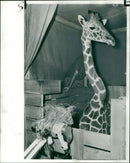 Animal Giraffe with a pain in the neck. - Vintage Photograph