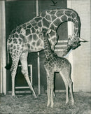 Animal Giraffe making her debut with grampy her mother. - Vintage Photograph