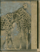 Animal Giraffe. - Vintage Photograph