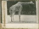 Animal Giraffe. - Vintage Photograph