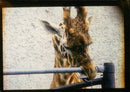 Animal Giraffe. - Vintage Photograph