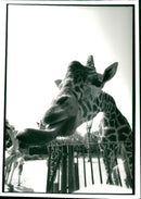 Animal Giraffe. - Vintage Photograph