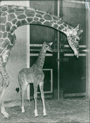 Animal Giraffe. - Vintage Photograph