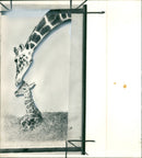 Animal Giraffe a gentle cares. - Vintage Photograph