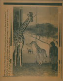 Animal Giraffe. - Vintage Photograph