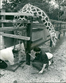 Animal Giraffe Pedicure. - Vintage Photograph
