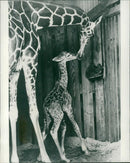 Animal Baby Giraffe weighing 150lb. - Vintage Photograph