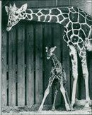 Animal Baby Giraffe weighing 150lb. - Vintage Photograph