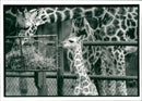 Animal Baby Giraffe nicknamed mark wright - Vintage Photograph