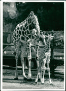 Animal Baby Giraffe nicknamed mark wright - Vintage Photograph