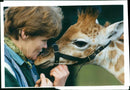 Animal Baby Giraffe. - Vintage Photograph