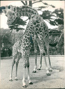 Animal Giraffe at bristol zoo. - Vintage Photograph