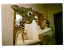 Animal Giraffe scratch. - Vintage Photograph