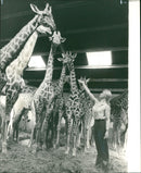 Animal Giraffe and Miss Gilliann Houghton - Vintage Photograph