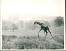 Animal Giraffe Rothchild - Vintage Photograph