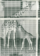 Animal Giraffe looking out through the bars of her enclosure at Marwell Park Zoo. - Vintage Photograph