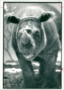 Rhinoceros Animal - Vintage Photograph