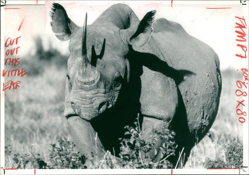 Rhinoceros Animal - Vintage Photograph