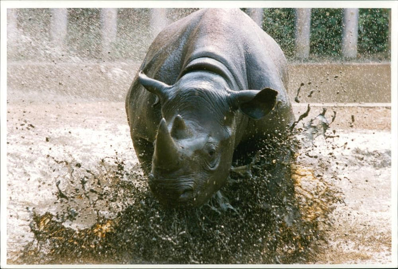 Rhinoceros Animal - Vintage Photograph