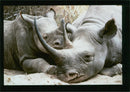 Rhinoceros Animal - Vintage Photograph