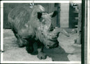Rhinoceros Animal - Vintage Photograph