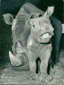 Rhinoceros Animal - Vintage Photograph