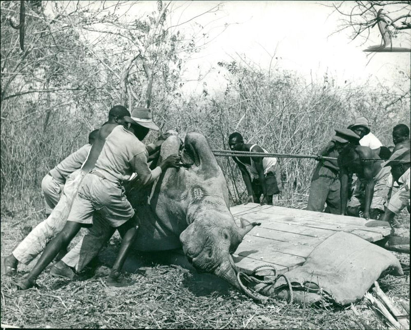 Rhinoceros Animal - Vintage Photograph