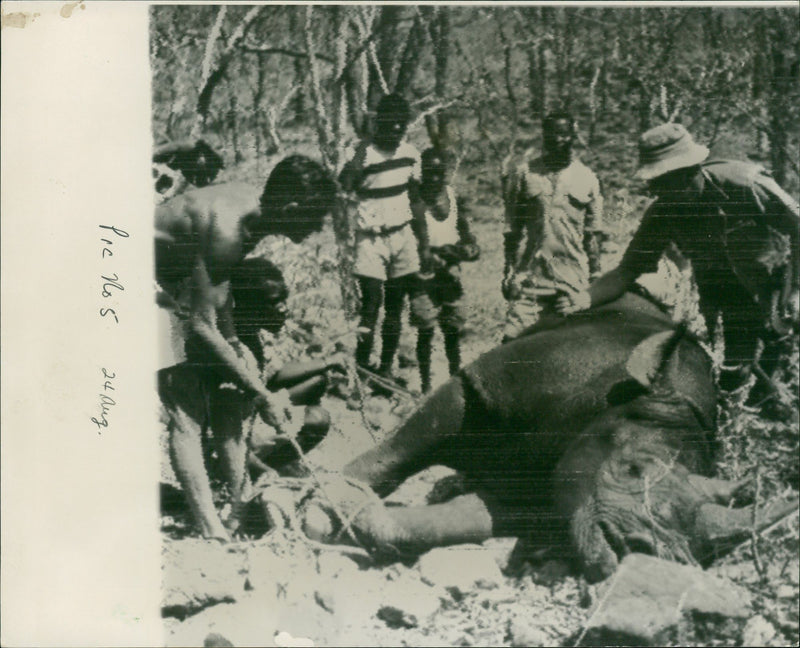 Rhinoceros Animal - Vintage Photograph