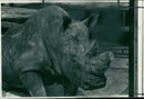 Rhinoceros Animal - Vintage Photograph