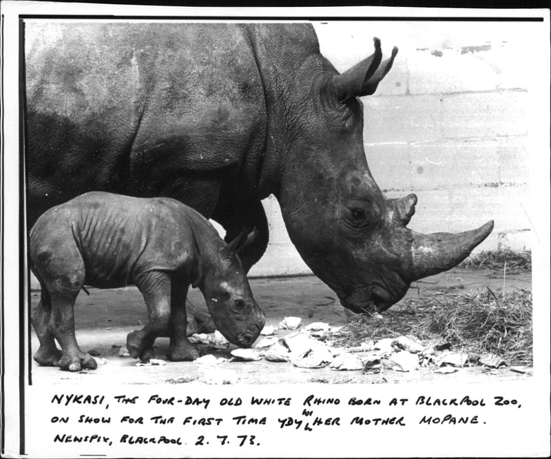 Rhinoceros Animal - Vintage Photograph