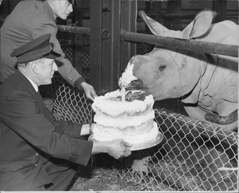 Rhinoceros Animal - Vintage Photograph