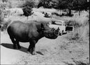 Rhinoceros Animal - Vintage Photograph