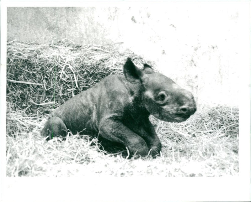 Rhinoceros Animal - Vintage Photograph