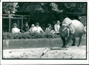 Rhinoceros Animal - Vintage Photograph