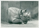 Rhinoceros Animal at zoo - Vintage Photograph