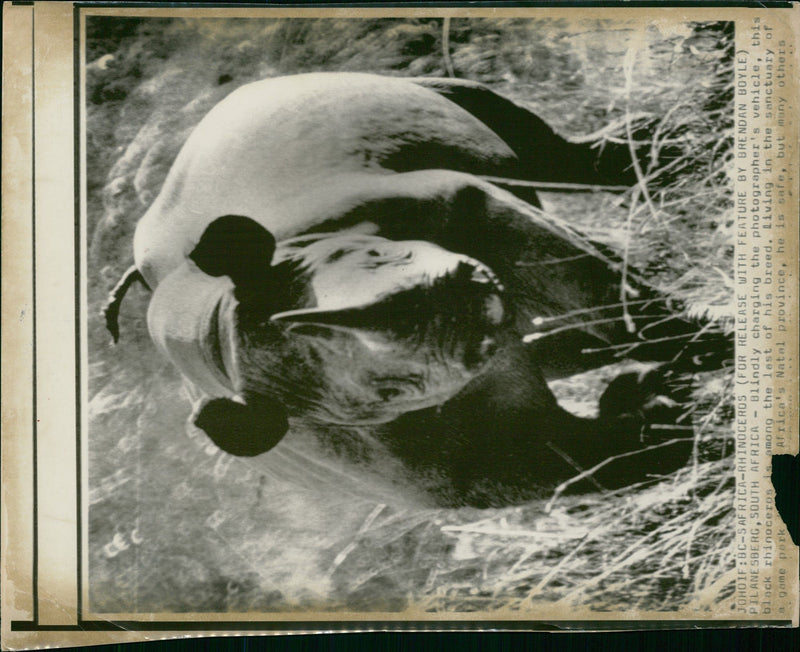 Rhinoceros Animal - Vintage Photograph