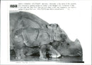 Rhinoceros Animal at germany - Vintage Photograph