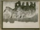 Rhinoceros Animal - Vintage Photograph