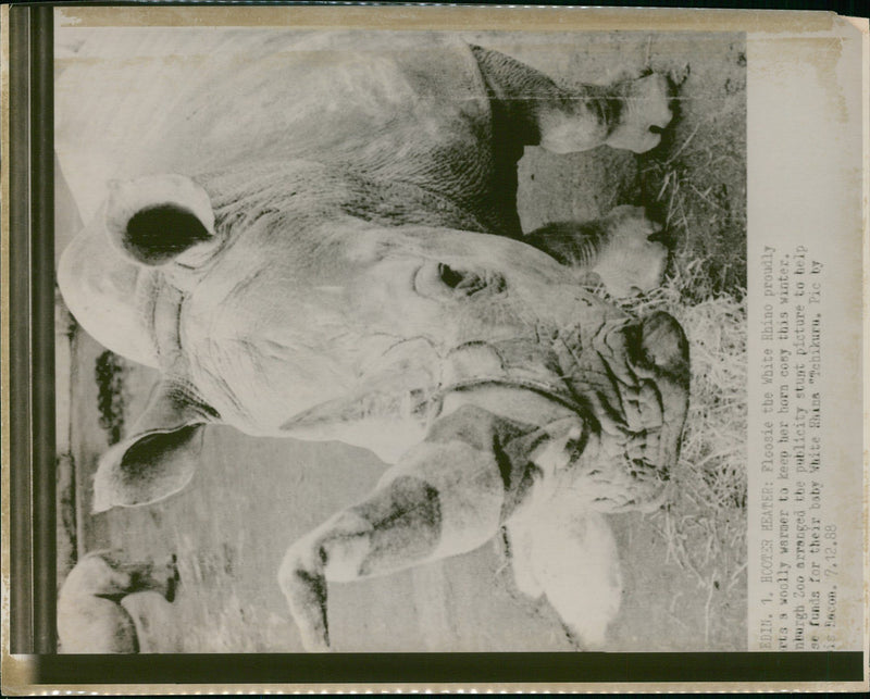 Rhinoceros Animal - Vintage Photograph