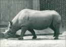 Rhinoceros Animal at london zoo - Vintage Photograph
