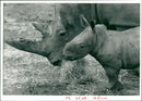 Rhinoceros Animal - Vintage Photograph
