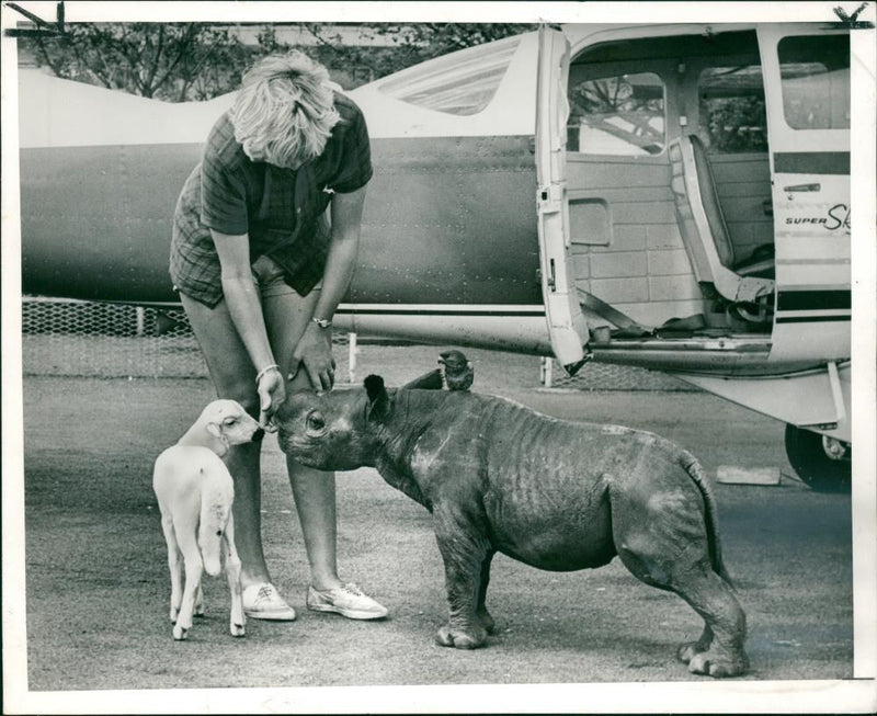 Rhinoceros Animal - Vintage Photograph