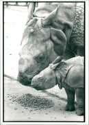 Rhinoceros Animal - Vintage Photograph