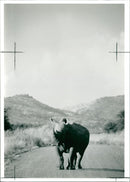 Rhinoceros Animal - Vintage Photograph