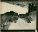 Rhinoceros Animal - Vintage Photograph